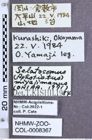 Etikette zu Selatosomus (Selatosomus) miyajimanus (Ôhira, 1971) (NHMW-ZOO-COL-0008367)